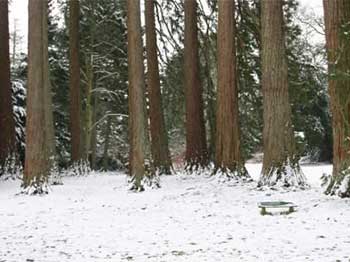 Giant Redwood (Sequoiadendron giganteum) Giant Redwood (Sequoiadendron giganteum)