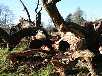 Fallen oak