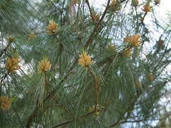 Pinus x schwerinii