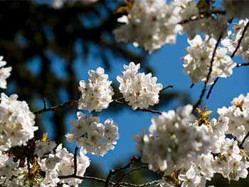 Prunus serrulata 'Tai Haku' great white or hill cherry_AMGilbert_highres