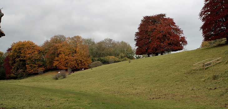 Beeches on the downland