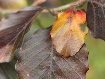 Purple beech