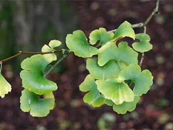 Ginkgo (Ginkgo biloba)