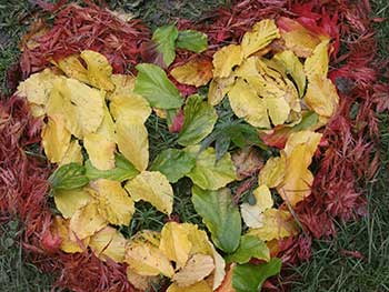 Leaf-art heart