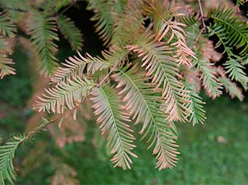 Dawn redwood (Metasequoia glyptostroboides) Dawn redwood (Metasequoia glyptostroboides)