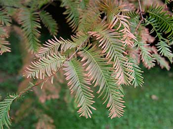 Dawn redwood (Metasequoia glyptostroboides)