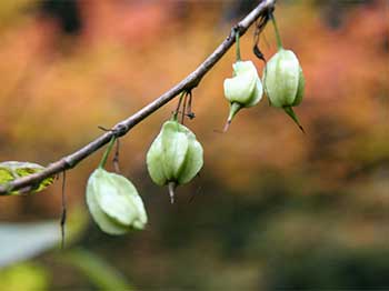 A young snowdrop tree (Halesia Carolina)