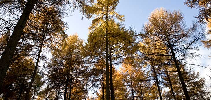 Japanese Larch