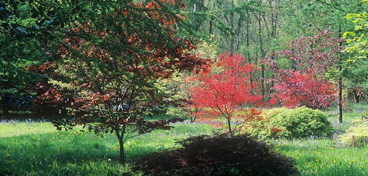 Japanese Maple collection