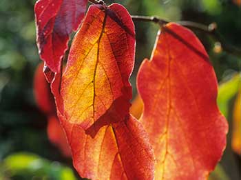 Parrotia persica in autumn leaf