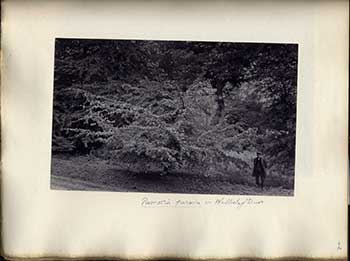 Archive photograph of Parrotia persica on Willesley Drive