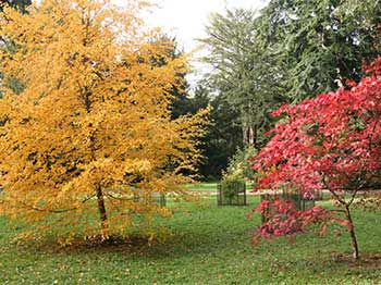 Cherry birch and Japanese maple