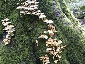 Sulphur tuft fungus