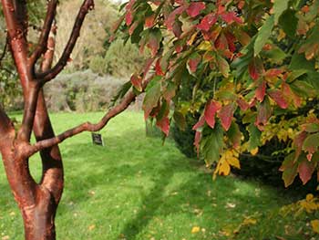 Paper-bark maple (Acer griseum)