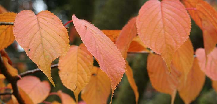 Sargent cherry (Prunus sargentii) on Waste Bank