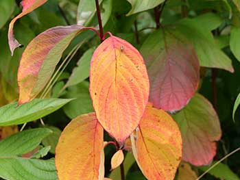 Red dogwoods (Cornus alba)