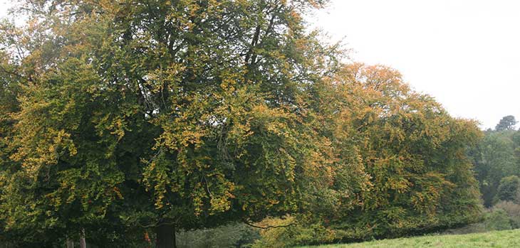 Beeches on the Downs Beeches on the Downs