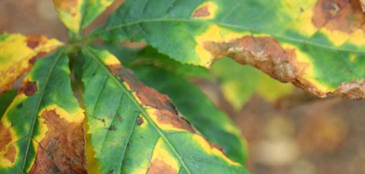 Leaf blotch on horse chestnut caused by the fungus Guignardia aesculi