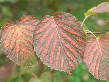 The handkerchief tree (Davidia involucrata)