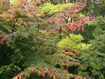 The red-yellow combination of Persian ironwood and Amur cork tree