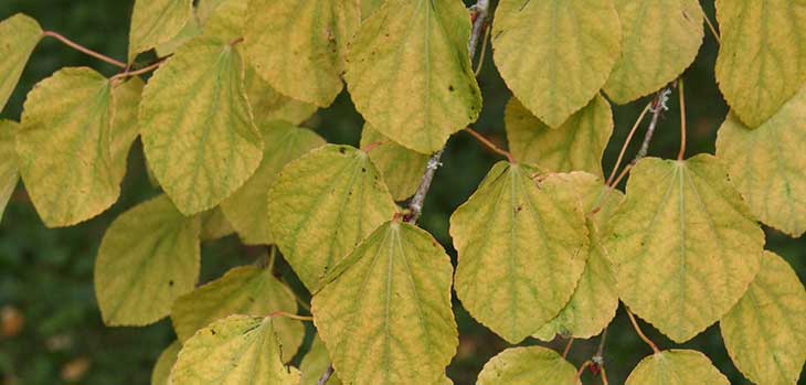 Butter yellow Katsura tree