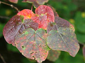 Disanthus cercidifolius