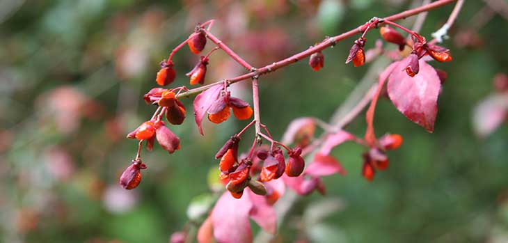 Winged spindle (Euonymus alatus)