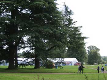 Treefest site taking shape