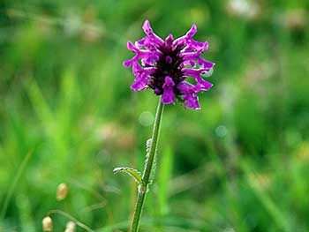 Betony or Betonica officinalis