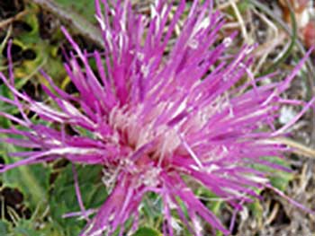 Dwarf thistle or cirsium acuale