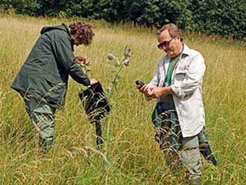 Marking the position of Wooly thistle using GPS