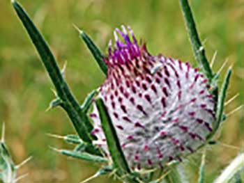 Wooly thistle flower or Cirsium eriophorum