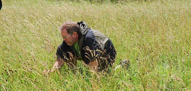 Tim Trask looking for Tisetum Flavascens (Yellow oat grass)