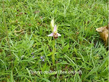 Bee orchid