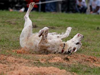 Dog in Arena