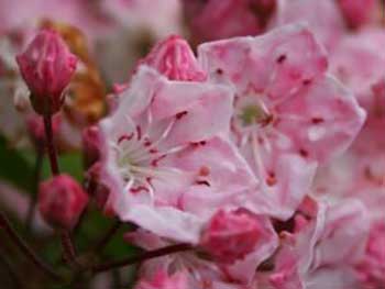 Kalmia latifolia, credit Gina Mills, Forestry Commission June 2012