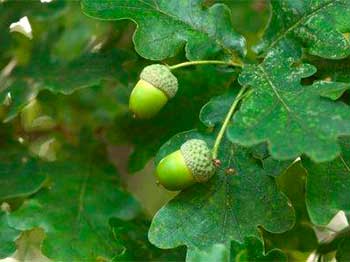 Acorns