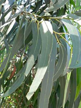 Eucalyptus