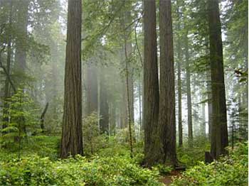 Redwood National Park, fog in the forest Redwood National Park, fog in the forest