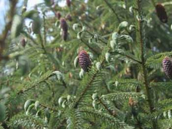 Norway Spruce