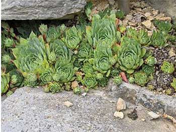 Sempervivum