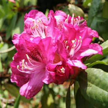 Rhododendron Nero Rhododendron Nero