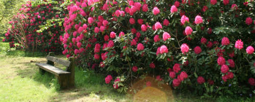 Victory Glade rhododendrons