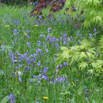 Bluebells Maple loop