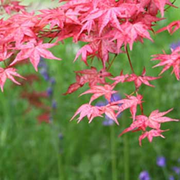 Japanese maple bluebells