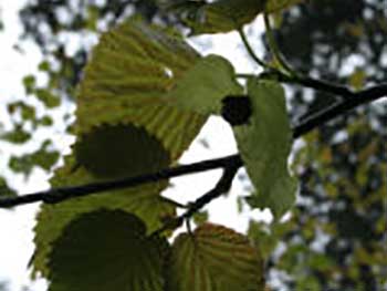 Dove Tree