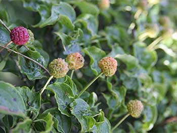 Cornus kousa