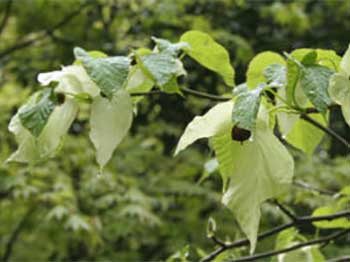 Dove Tree branch