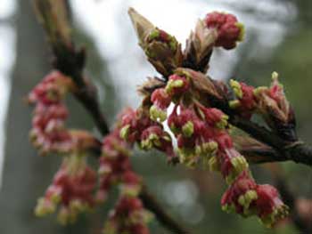 Horned maple