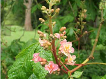 Red Horse Chestnut